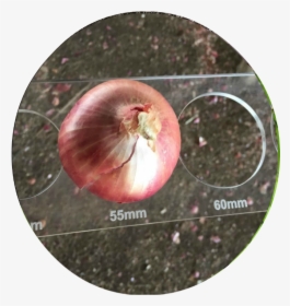 Orange Onions , Png Download - Pomegranate, Transparent Png, Free Download