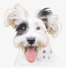 Dog A Day, HD Png Download, Free Download