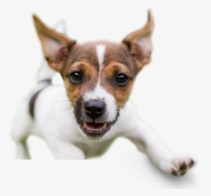 Animal Hospital Rio Rancho - Slimy Dog, HD Png Download, Free Download