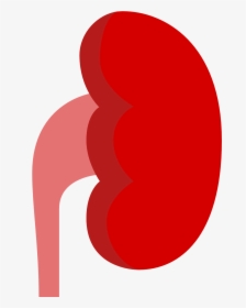 Kidney Cliparts Office, HD Png Download, Free Download