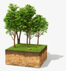 Treepng - Tall Trees 3d, Transparent Png, Free Download