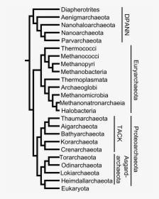Archaeal Tree - Archaea Phyla, HD Png Download, Free Download