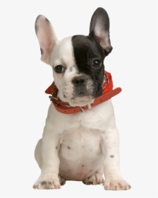 Puppy Png Clipart - French Bulldog Puppy Png, Transparent Png, Free Download