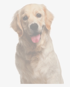 Doge - Golden Retriever, HD Png Download, Free Download