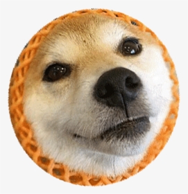 Shiba Dog"s Head Messages Sticker-3 - Companion Dog, HD Png Download, Free Download