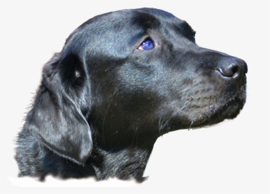 Doge Head Png, Transparent Png, Free Download