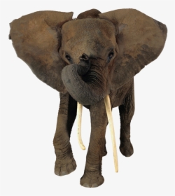 African Elephant Head Png - Transparent Background African Elephant Png, Png Download, Free Download