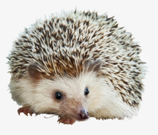 Adorable Little Hedgehog - Hedgehog Png, Transparent Png, Free Download