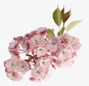 Cherry Tree Branch Blossom Png, Transparent Png, Free Download