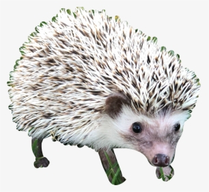 #hedgehog #hedgehogs #cute #animal #porcupine #freetoedit - Domesticated Hedgehog, HD Png Download, Free Download