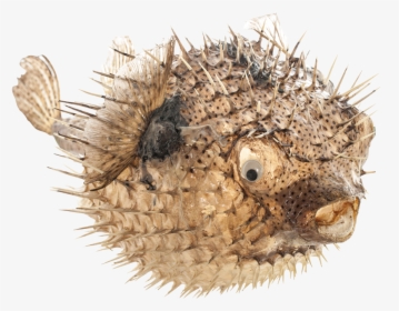 Porcupine Blowfish 19-21" - Blowfish, HD Png Download, Free Download