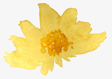 Watercolor Yellow Chrysanthemum Png - Sacred Lotus, Transparent Png, Free Download