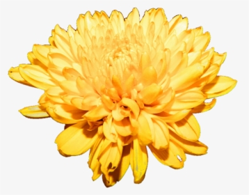 Chrysanthemum Png Free Download - Chrysanthemum, Transparent Png, Free Download