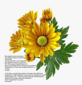 Chrysanthemum Png Transparent Image - Chrysanthemum Frames, Png Download, Free Download