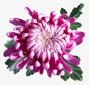 Transparent Chrysanthemum Png - Transparent Chrysanthemum Flower Png, Png Download, Free Download