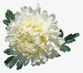Chrysanthemum, White, Flower, Plant, Garden, Summer - White Chrysanthemum Flowers Png, Transparent Png, Free Download