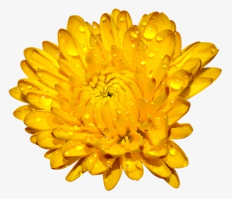 Chrysanthemum, Many Wings, Yellow - Crisantemi Gialli Png, Transparent Png, Free Download