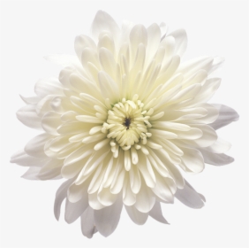 White Chrysanthemum Flower Png, Transparent Png, Free Download