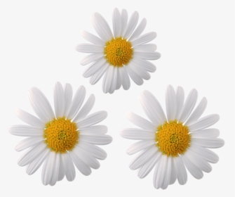 #daisy #flower #flowers #moodboard #galaxy #whiterose - Transparent Daisy Flower Png, Png Download, Free Download