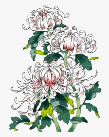 Picture Download Chrysanthemums Drawing Sketch - Chinese Chrysanthemum Drawing, HD Png Download, Free Download