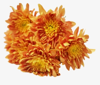 Yellow Chrysanthemum Png Download, Transparent Png, Free Download