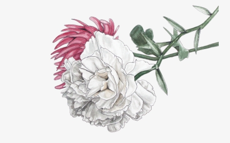 Illustration Chrysanthemum Png, Transparent Png, Free Download