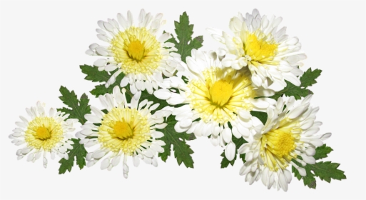 Flowers, White, Chrysanthemum, Mothers Day, Garden - Hoa Cúc Trắng Png, Transparent Png, Free Download