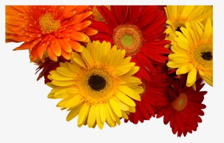 Chrysanthemum, Cuc Coins, Yellow, Orange, Red - Хризантемы Png, Transparent Png, Free Download