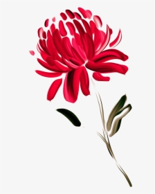 Australia Waratah Painted Chrysanthemums Chrysanthemum - Australian Flowers Clipart Png, Transparent Png, Free Download