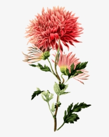 Transparent Chrysanthemum Png - Chrysanthemum Flower, Png Download, Free Download