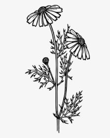 Realistic Plant Clip Art Black And White, HD Png Download, Free Download