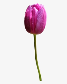 Tulip Png Hd" 								 Title= - Tulip Flower Transparent Background, Png Download, Free Download