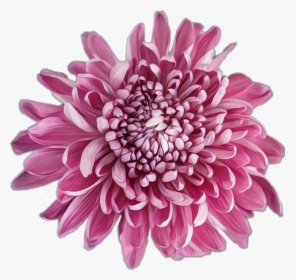 #flower #pink #chrysanthemum - Dahlia, HD Png Download, Free Download