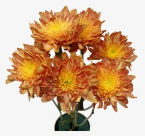 Chrysanthemum, HD Png Download, Free Download