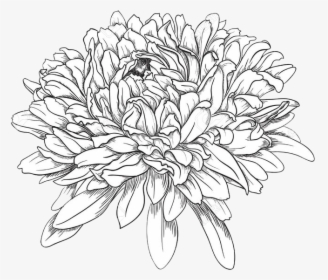 Chrysanthemum Drawing , Png Download - Chrysanthemum Drawing, Transparent Png, Free Download