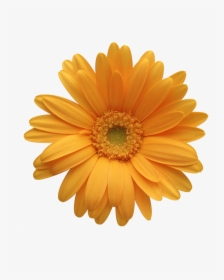 Orange Flower Clipart Chrysanthemum, HD Png Download, Free Download