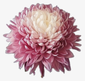 #flower #chrysanthemum #plantsandflowers #pink, HD Png Download, Free Download