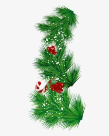 Pine Branch Clip Art - Transparent Pine Branch Png, Png Download, Free Download