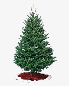 Fraser Pine Christmas Tree, HD Png Download, Free Download