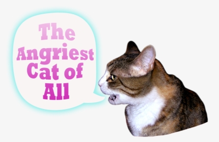 I Am A Very Angry Cat - Domestic Short-haired Cat, HD Png Download, Free Download