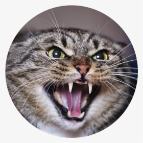 Angry Adult Tabby Cat - Hissing Cat, HD Png Download, Free Download