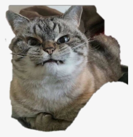 #fun #funny #funnyface #reaction #photo #angry #wtf - Don T Be Angry Cat, HD Png Download, Free Download