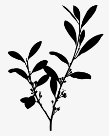 Collection Of Coca - Coca Plant Silhouette, HD Png Download, Free Download