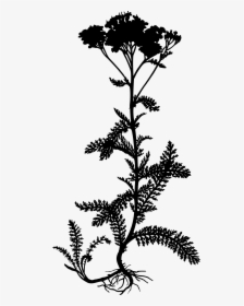 Yarrow Clip Arts - Achillea Millefolium, HD Png Download, Free Download