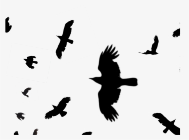 Crows Flying Silhouette Png , Png Download - Transparent Raven Silhouette Flying, Png Download, Free Download