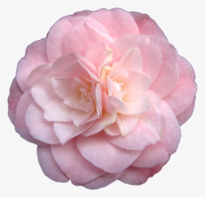 Pink Flower Png Tumblr - Pastel Pink Rose Transparent, Png Download, Free Download