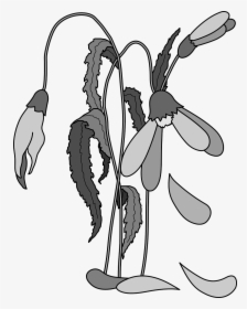 Wilted, Flowers, Dead, Plant, Flora, Floral, Petal - Draw Dead Flowers Easy, HD Png Download, Free Download