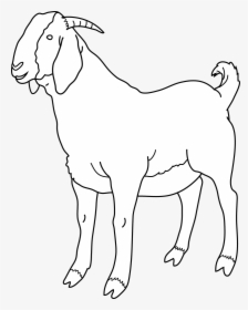 Collection Of Black - Goat In Black And White, HD Png Download, Free Download