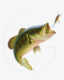 Largemouth Bass Clip Art - Perch Jumping Out Of Water, HD Png Download, Free Download