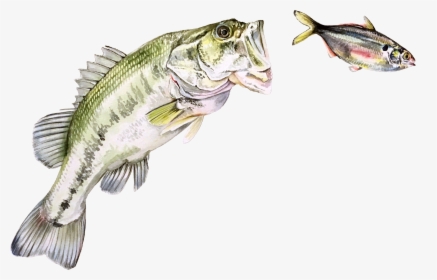 Sea Bass , Png Download - Bass, Transparent Png, Free Download